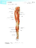 Sobotta  Atlas of Human Anatomy  Trunk, Viscera,Lower Limb Volume2 2006, page 315